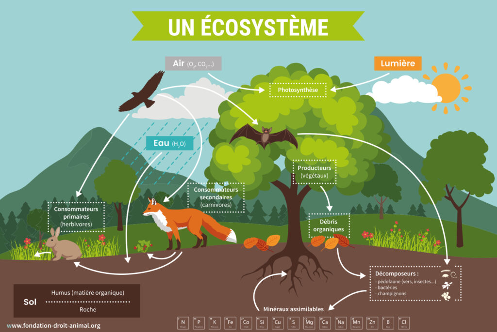 ecosystem.jpg